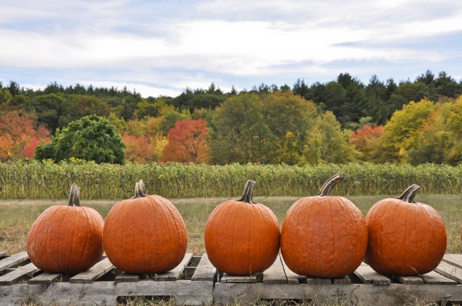 fall_pumpkins